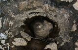 Petrified Ash Wood Slab - McDermitt, Oregon #22441-2